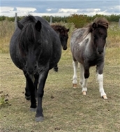 PEPSI - 3 YEAR OLD BLUE ROAN MARE WITH COLT AT SIDE